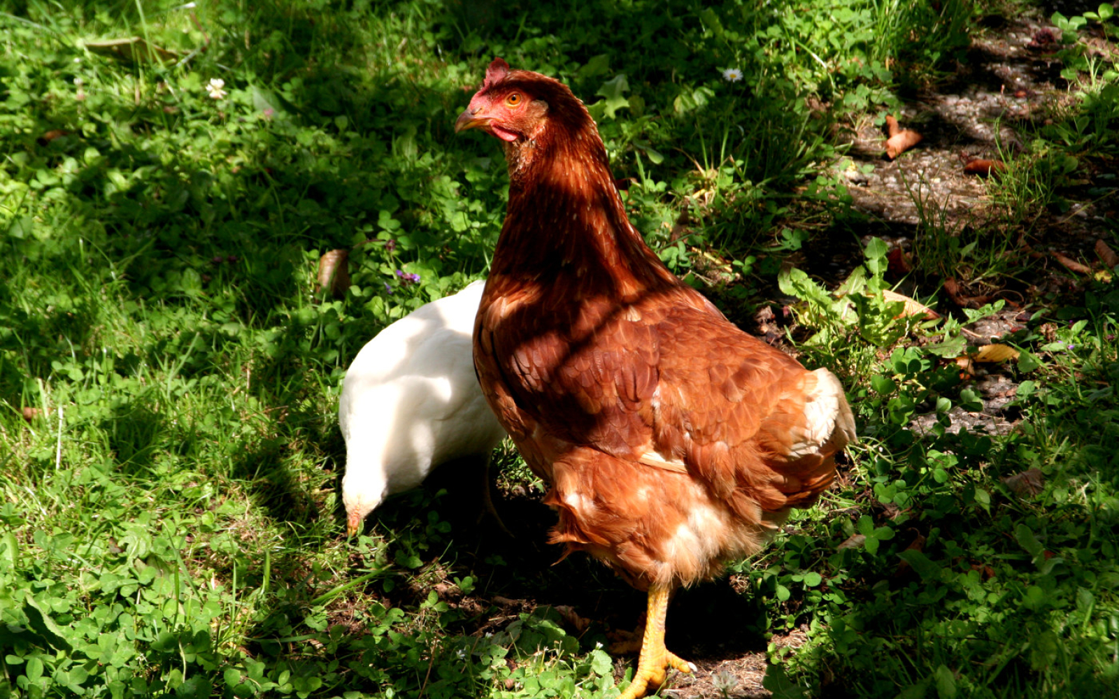 Huhn Mit Kueken